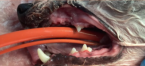Dog Dentistry - After
