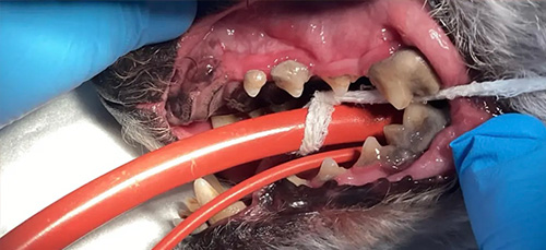 Dog Dentistry - Before