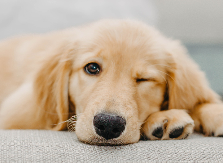 Pet Health Club