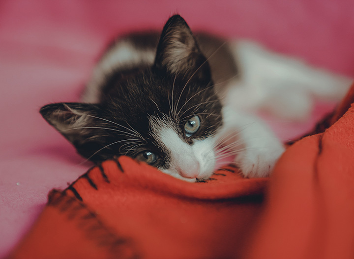 Cats Get High Blood Pressure Too!