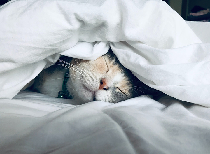 Insurance For Pets