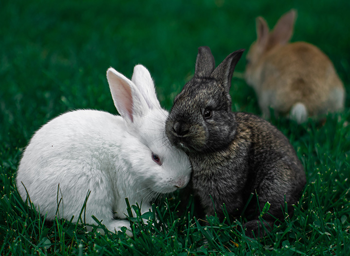 Rabbits