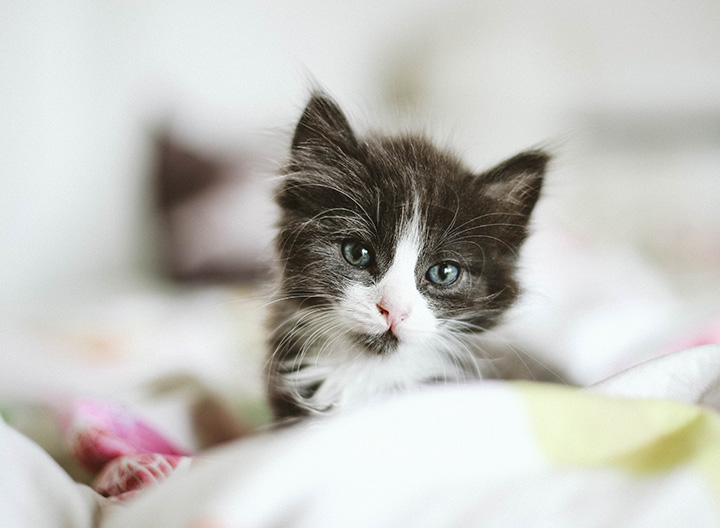 Cats