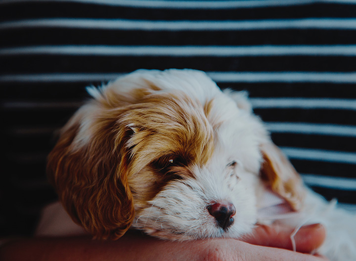 Vaccinations & Neutering